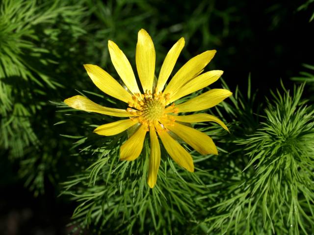 عکسهای آدونیس Adonis vernalis 6